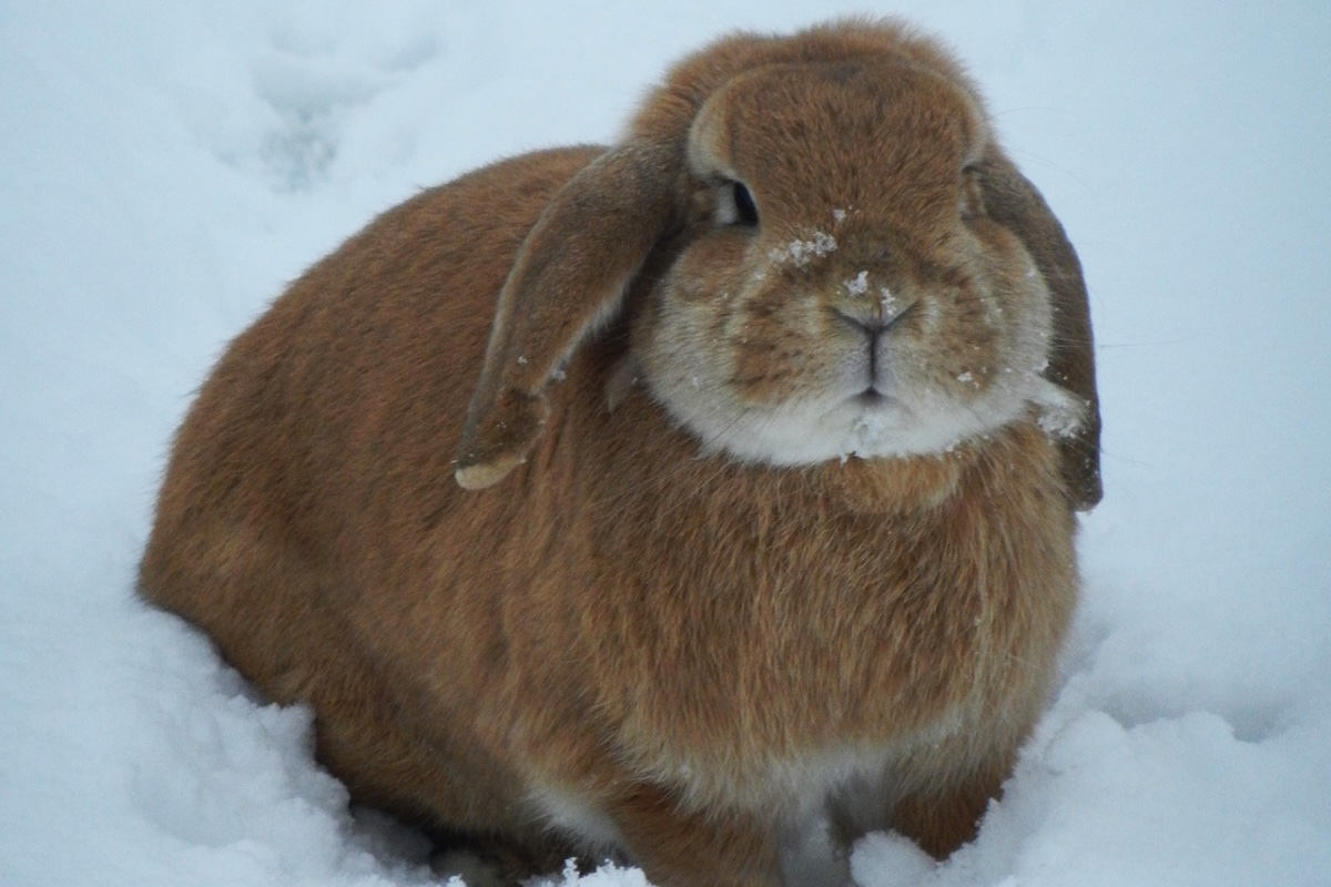 mikamoco lifestyle – Winter 2017