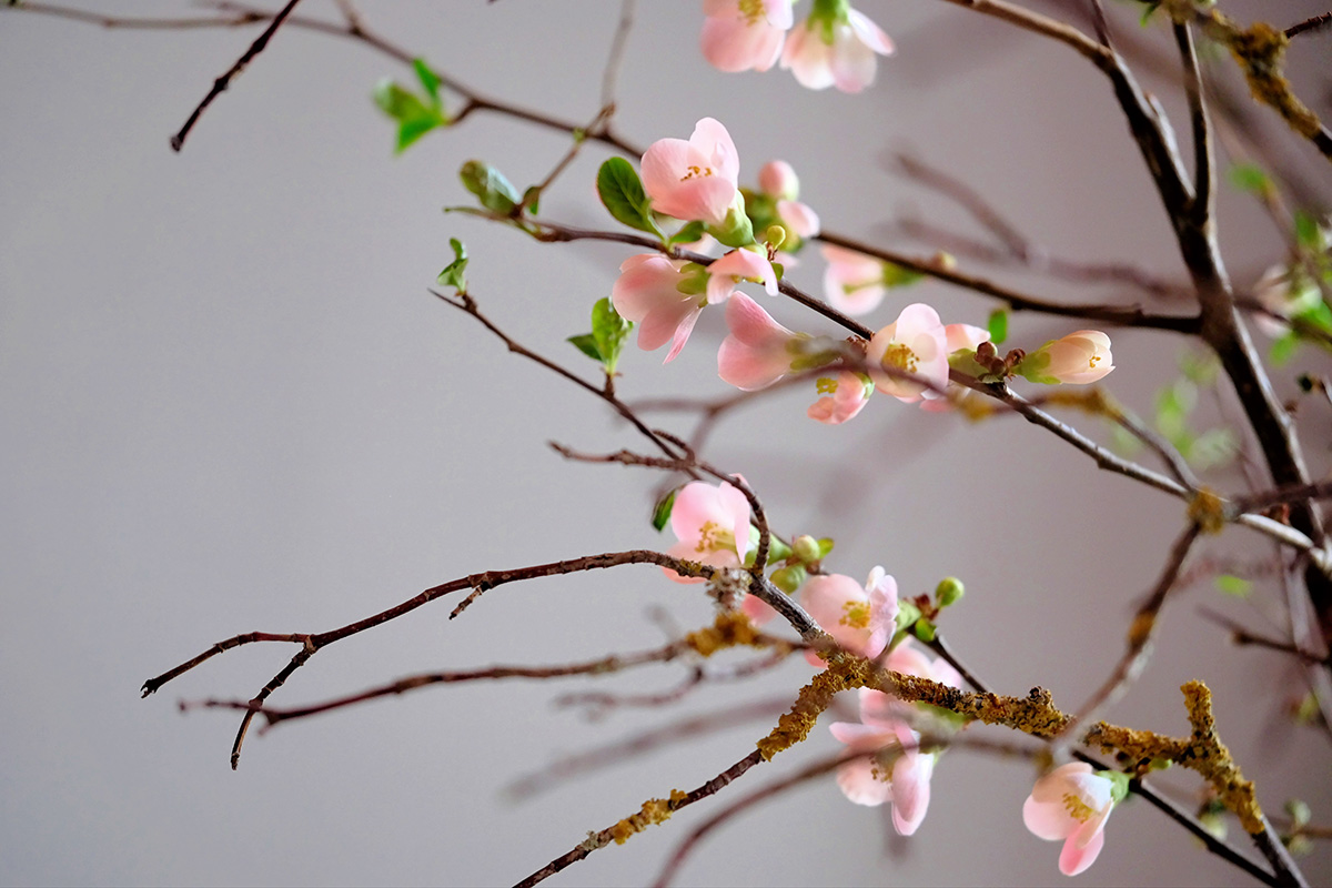 mikamoco lifestyle – Frühjahr 2018